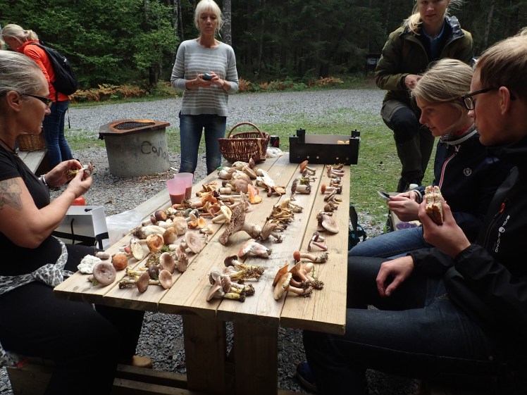 Utflykt i Visätraskogen