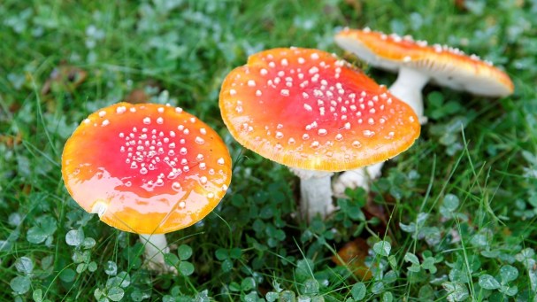 4c776eec-ae9d-4390-b830-b2dc848a72a4